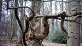 Twisted branches