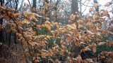 A sapling displaying last season's leaves