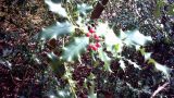 Unseasonal holly berries!