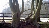 Mature pollarded trees line a sunny lane