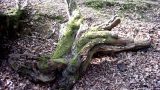 Sculptural root with moss