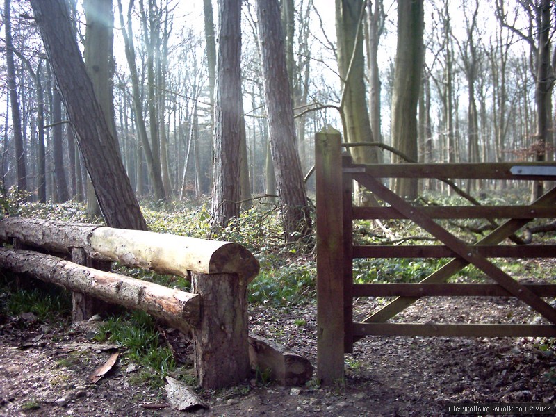 Celebrate Our Forests Day in Hitch Wood, north Hertfordshire