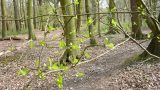 Trees in bud