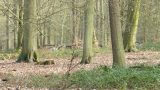 Roe deer in the distance