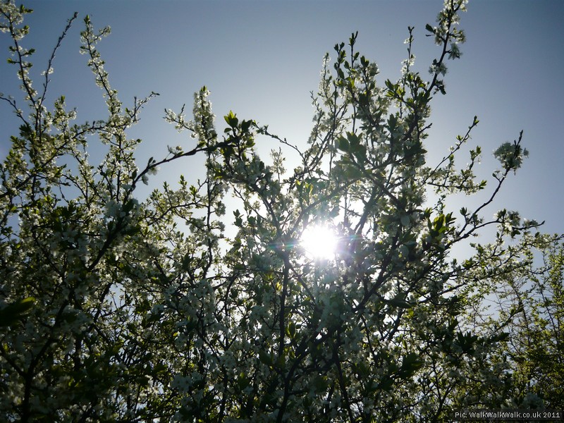 Therfield Heath: Looking at a golf course in a different light