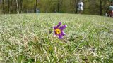 Pulsatilla vulgaris