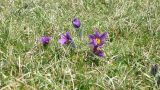 Pasque flowers in bloom