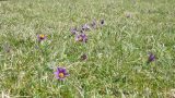 This Pasque Flower colony is one of England's biggest