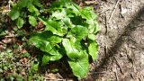 Arum maculatum - very poisonous