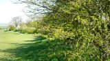 Spring hedgerow
