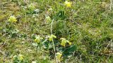 Cowslips