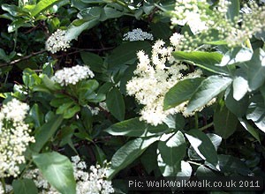 Spring foraging: Elderflowerade