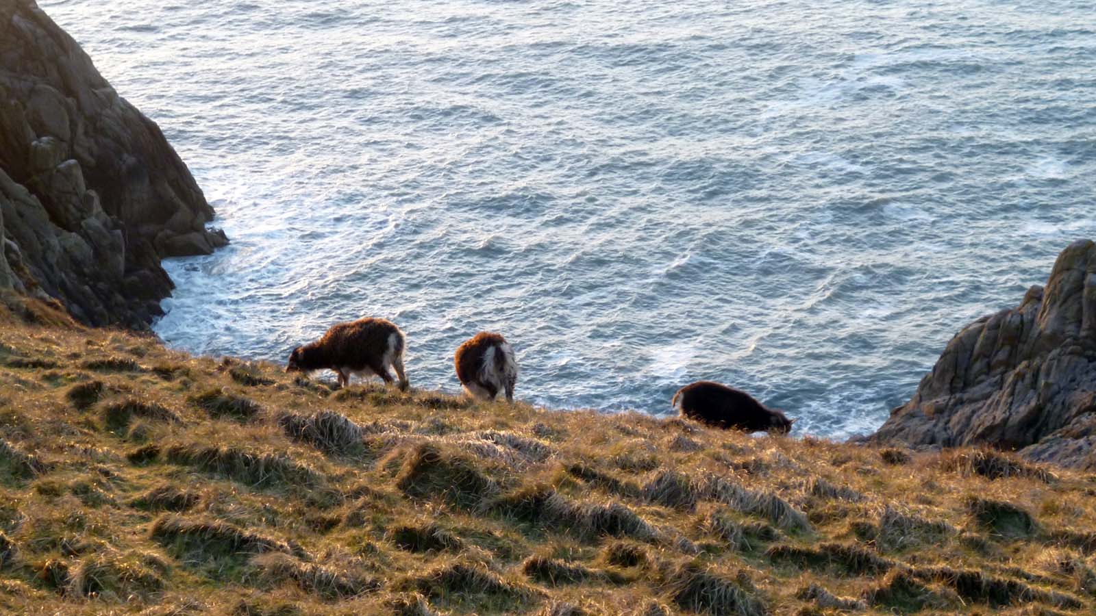 Fear of heights on Lundy Island